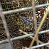 2013-October-Mongoose-Monitor-thumbnail