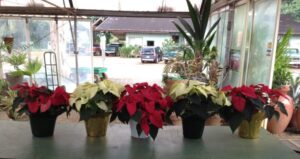 Kauai grown Poinsettias at KNL