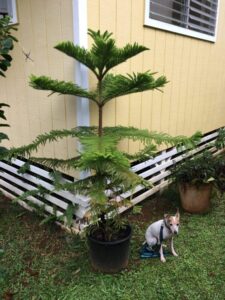 My Norfolk Pine today! Over 5' tall. Still using the same tree, and got a couple more years to go!