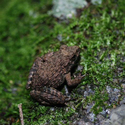 wrinkled frog