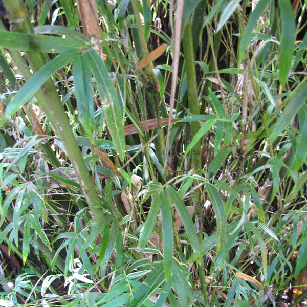 dwarf bamboo