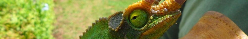 Captured-male-Jacksons-Chameleon
