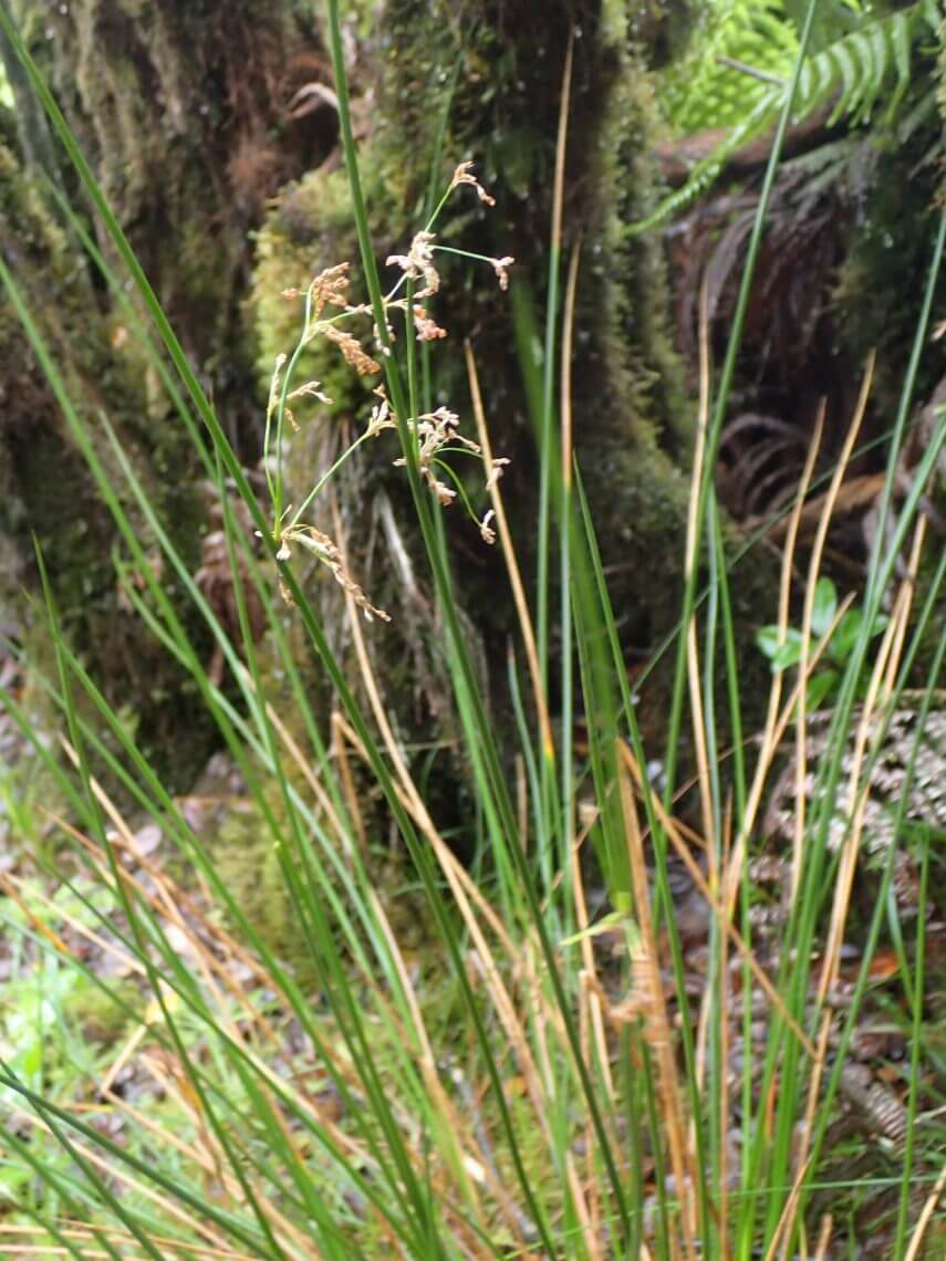 Juncus effusus