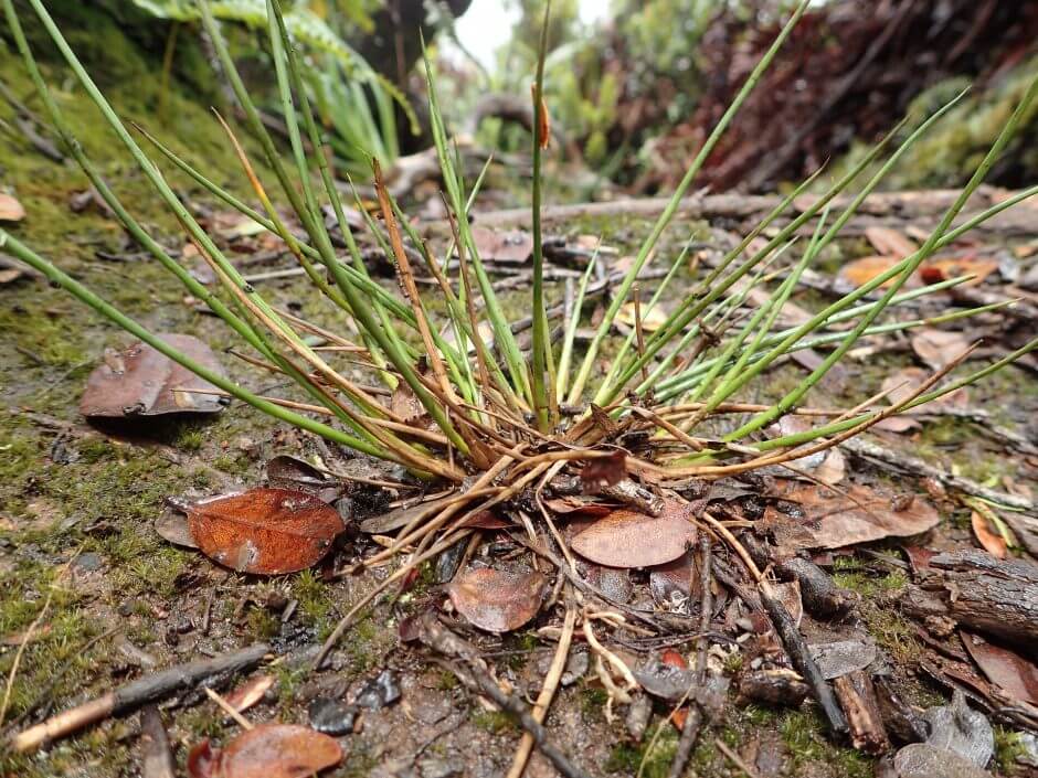 Juncus effusus seedling