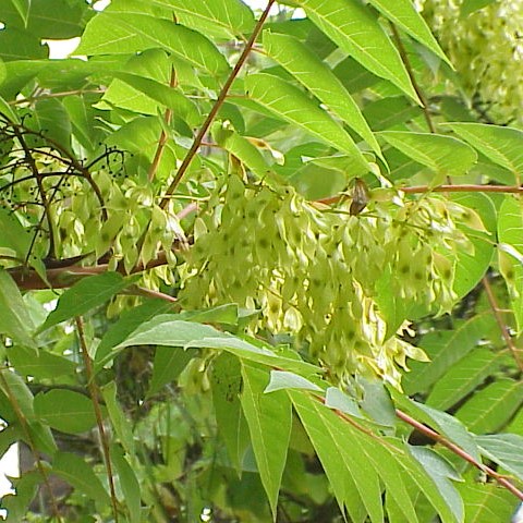 Ailanthus_altissima_Tree of Heaven