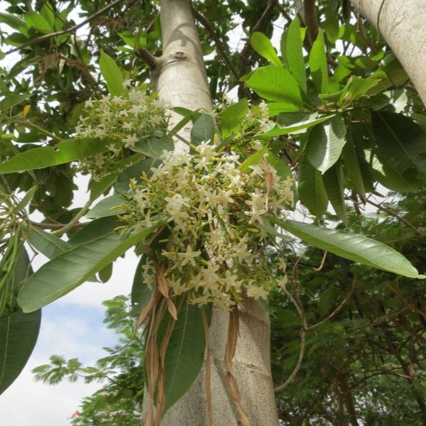 Alstonia_macrophylla_Indian Devil Tree