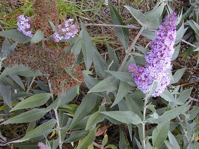 Orange Eye Butterfly Bush