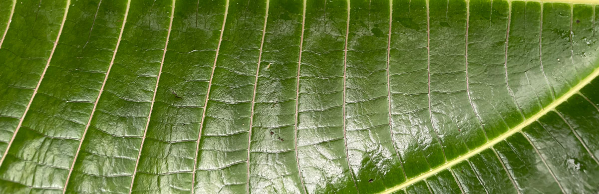 Miconia leaf