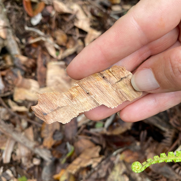 ohia wood chips