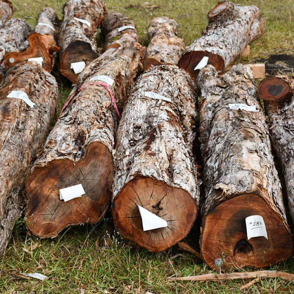 unfinished ohia logs