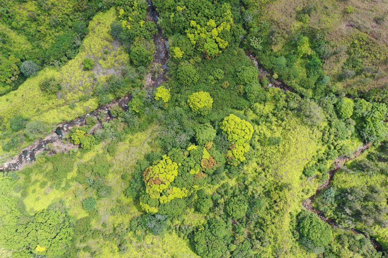 Aerial view of forest canopy with several ‘ōhi‘a trees with a brown tree crowns