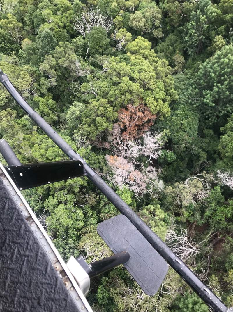 View of forest canopy from a helicopter with an ‘ōhi‘a with a brown tree crown