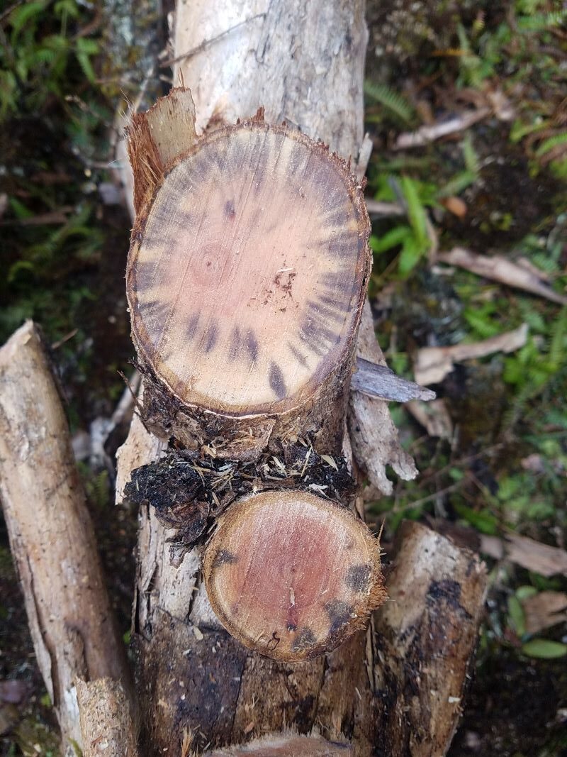 Cross section of an infected ‘ōhi‘a showing the characteristic dark staining of sapwood caused by Ceratocystis