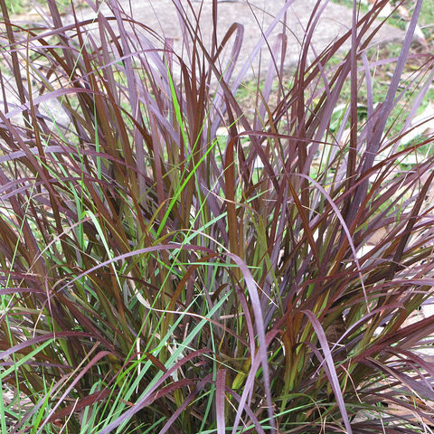 Purple Fountain Grass