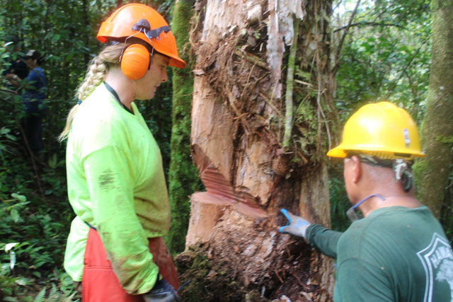 felling tree