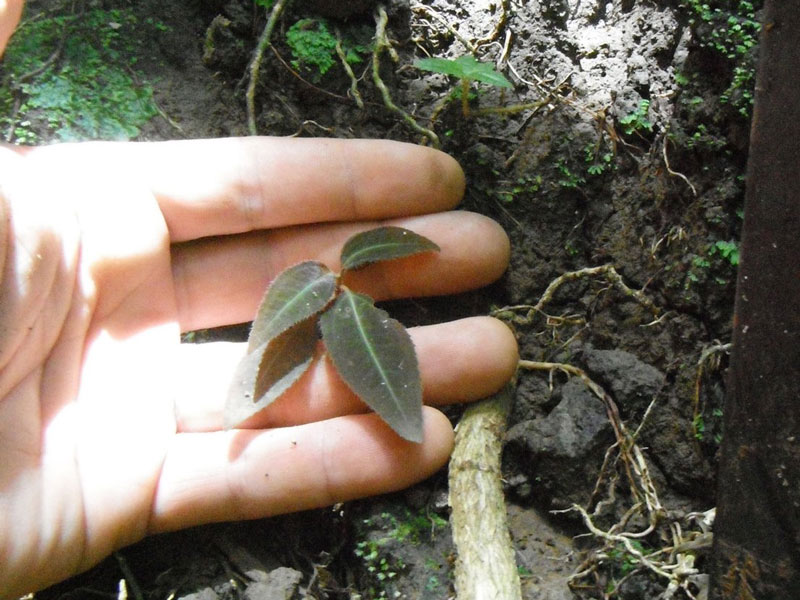 seed emergence