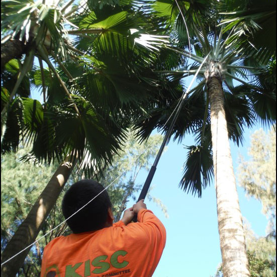 KISC Crewmember surveying for LFA in palm tree
