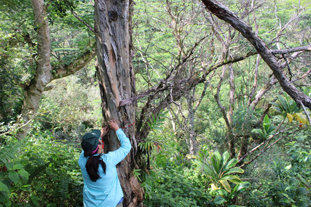 Collecting beetles