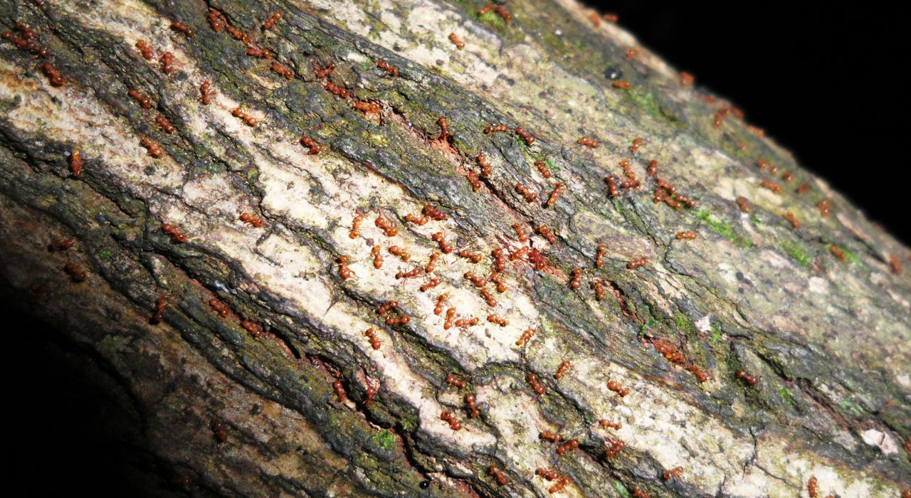 Little fire ants on a tree