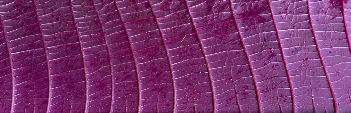 Miconia leaf purple