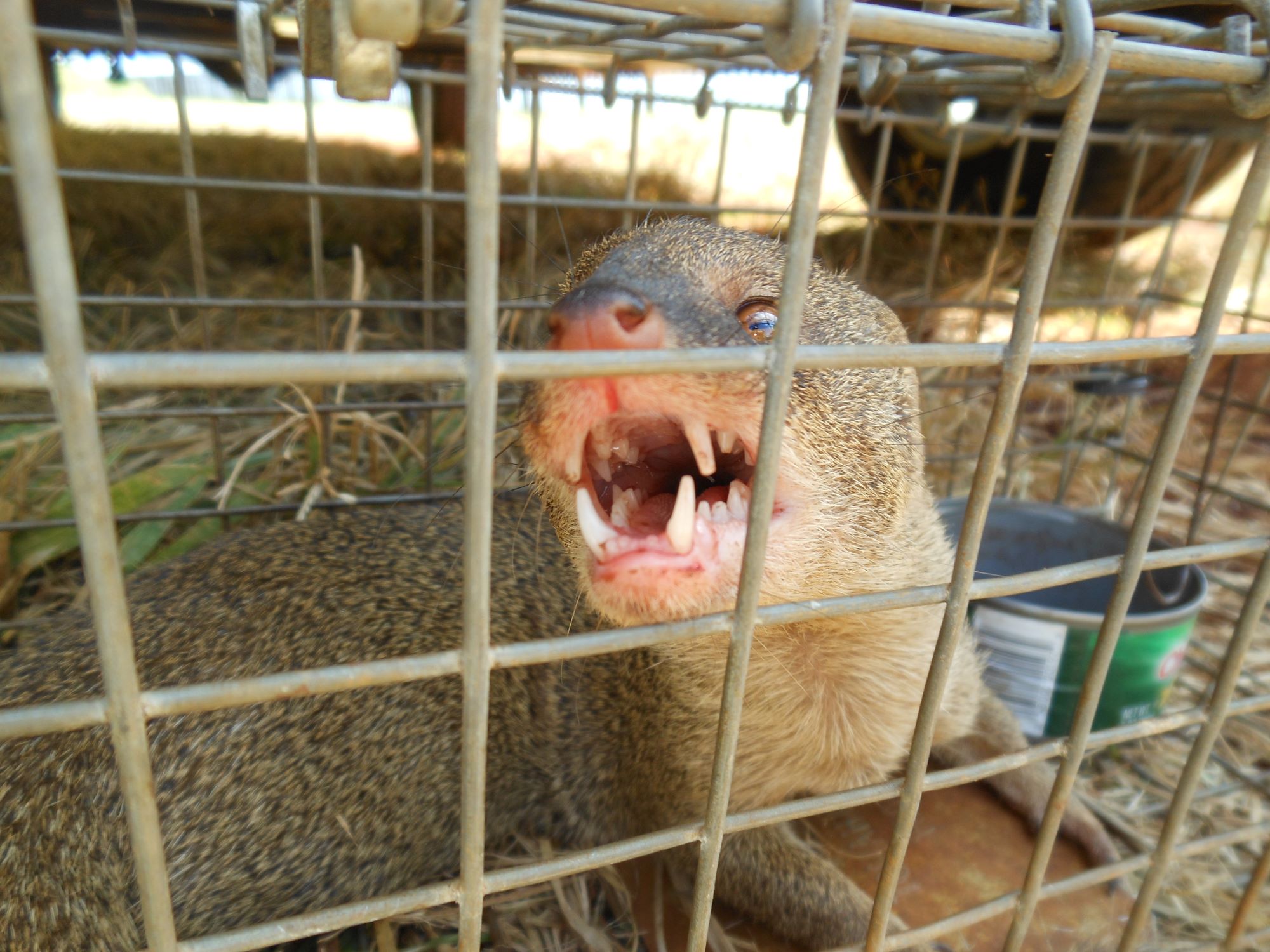 Mongoose captured