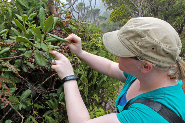 woman inspecting plant