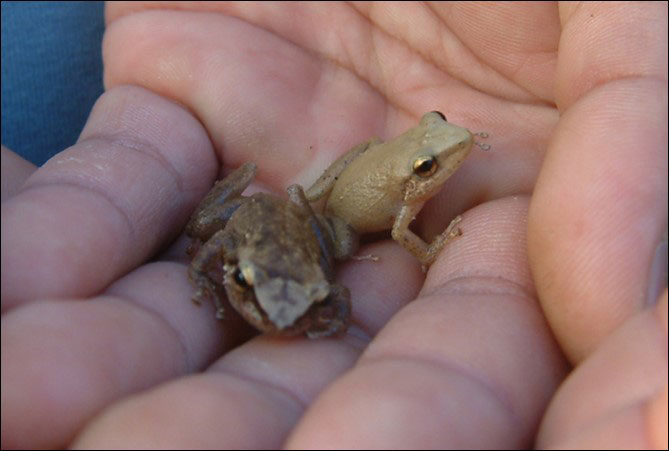 coqui frogs