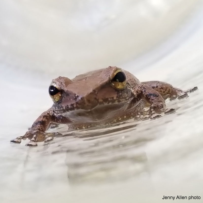 coqui frog