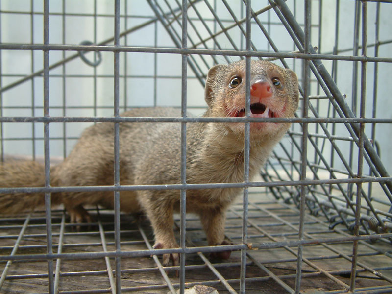 mongoose in cage
