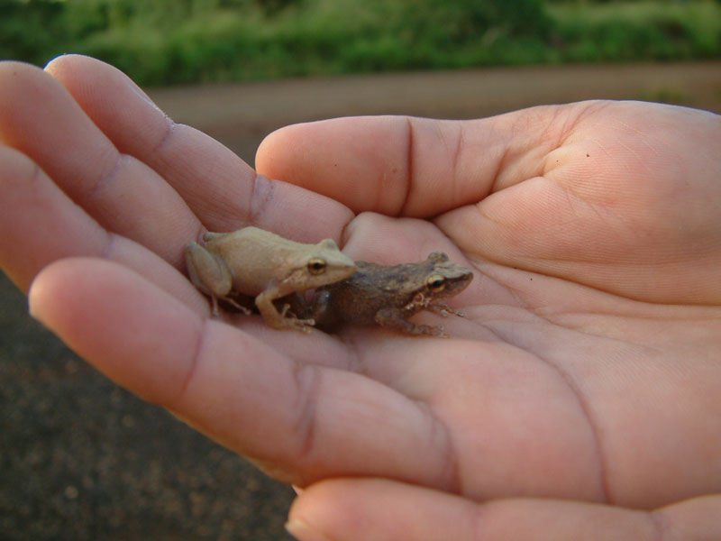 Coqui frogs