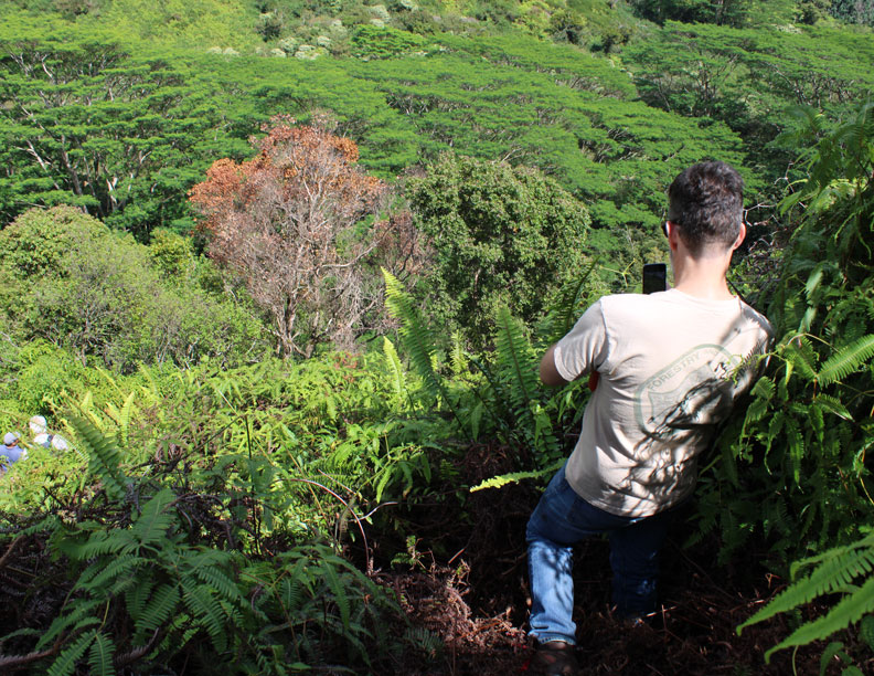 Overlooking tree with ROD