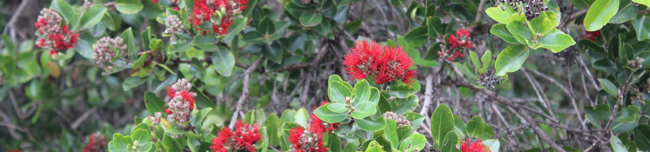 ohia lehua