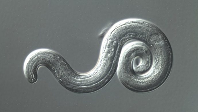Rat lungworm parasite