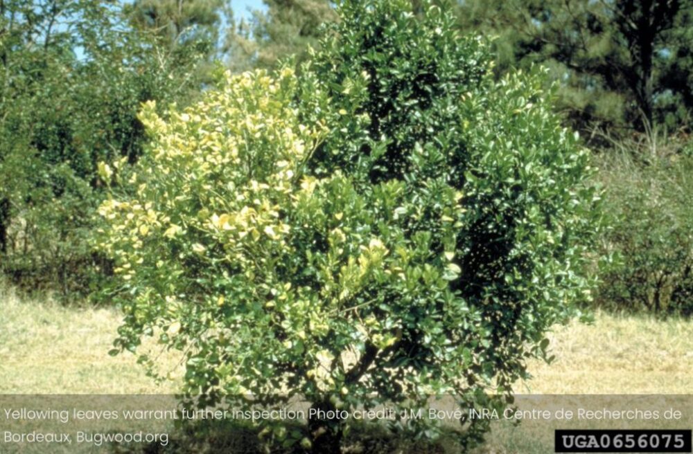 Photo credit: Jeffrey W. Lotz, Florida Department of Agriculture and Consumer Services, Bugwood.org