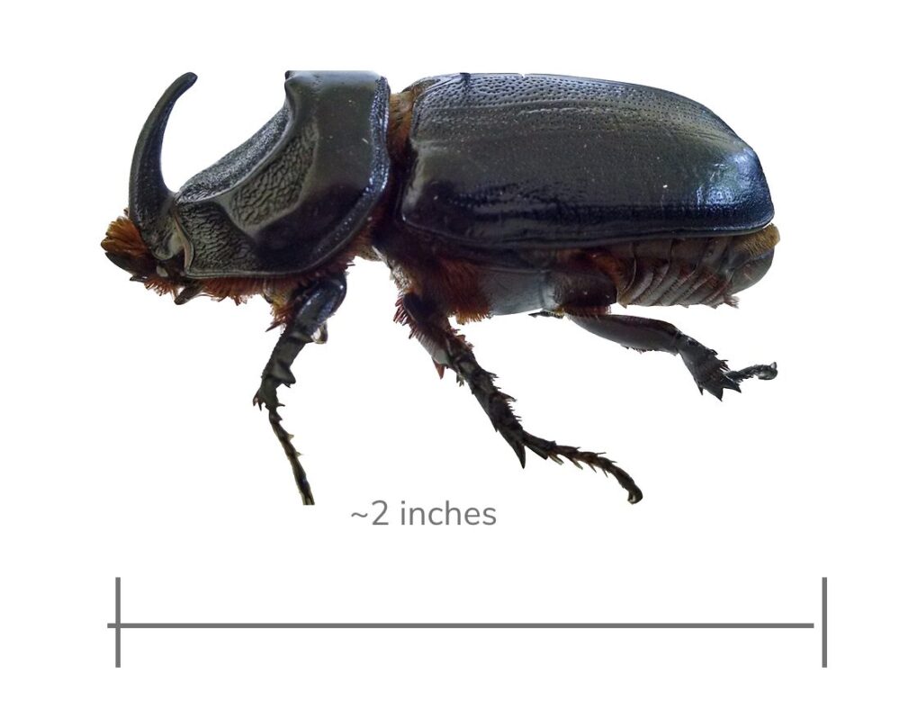 Coconut Rhinoceros Beetle: black 2 inch beetle with horn