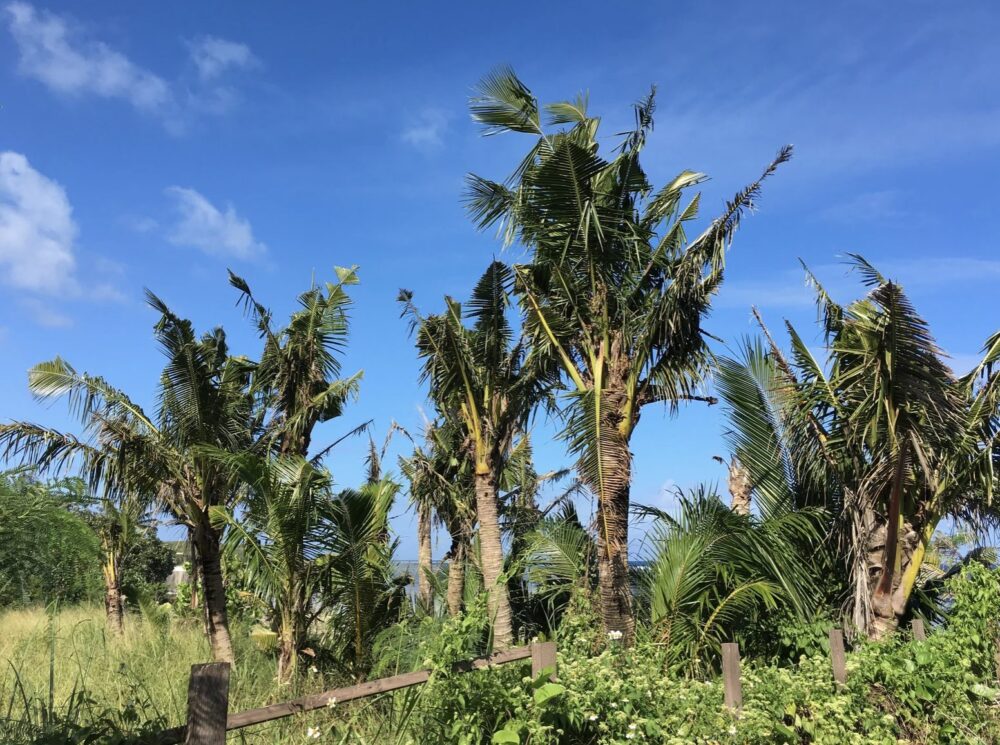 Coconut palms with CRB damage