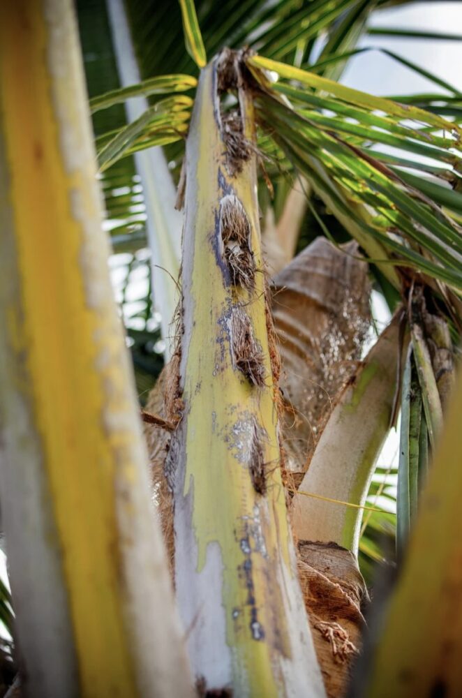 2" bore holes in palm fronds caused by CRB