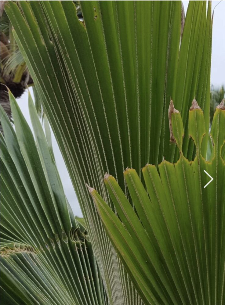 CRB damage on fan palm - scalloped leaf edges