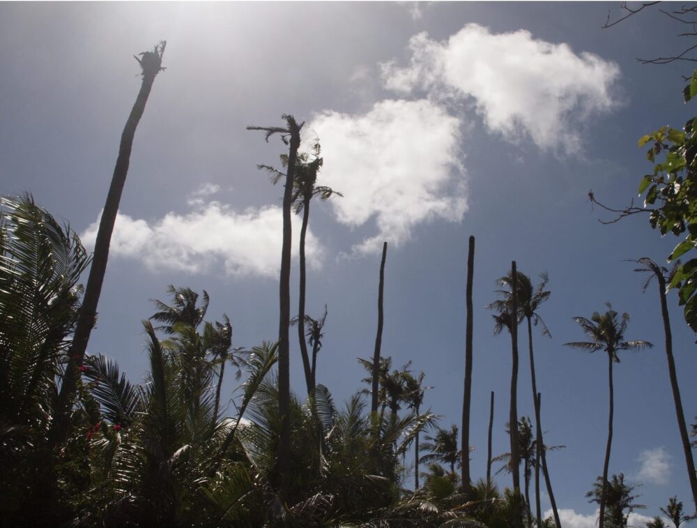 Dead coconut trees on Guam after CRB infestation
