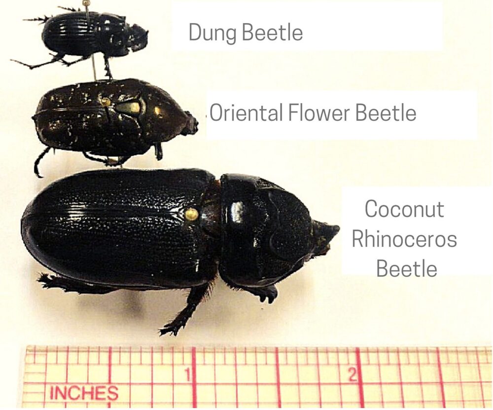 Scaled photo showing Dung beetle (smallest), Oriental Flower Beetle, and CRB (largest)