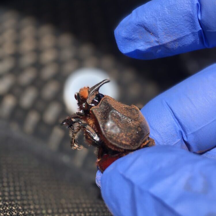 CRB beetle held in gloved hand