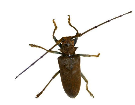 Queensland Longhorn Beetle