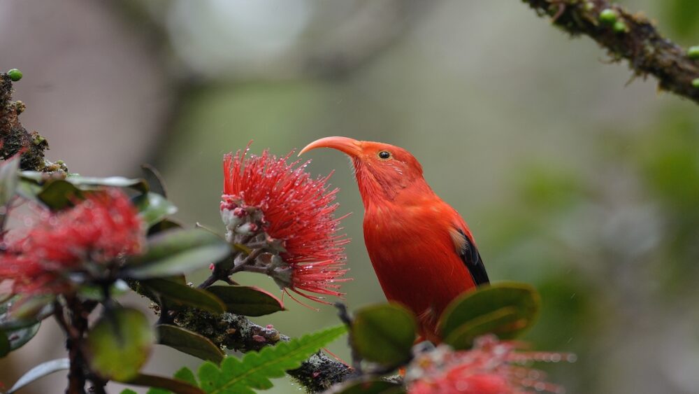 ʻIʻiwi slurping nectar from ʻōhiʻa lehua. Photo by Jim Denny.