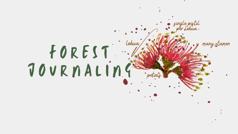 graphic illustration of ʻōhiʻa lehua blossom and the words, "forest journaling."