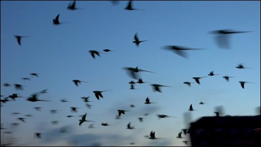 Flock of rose-ringed parakeets flying