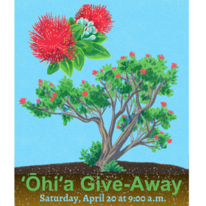 graphical illustration of ʻōhiʻa tree with words ʻŌhiʻa Give Away Sunday April 20 at 9:00 a.m.