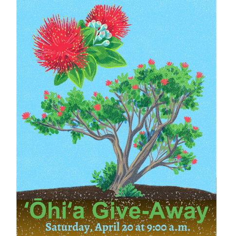 graphical illustration of ʻōhiʻa tree with words ʻŌhiʻa Give Away Sunday April 20 at 9:00 a.m.