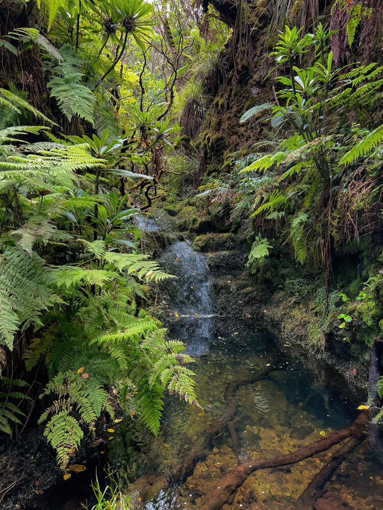 photo of biodiverse ʻōhiʻa forest with a stream surrounded by ferns by Graham Talaber