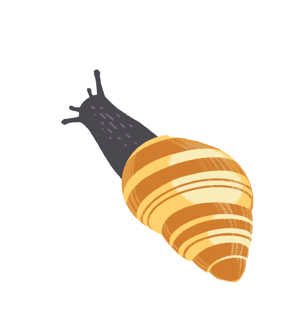graphic of a kāhuli, native land snail only found in Hawaii.