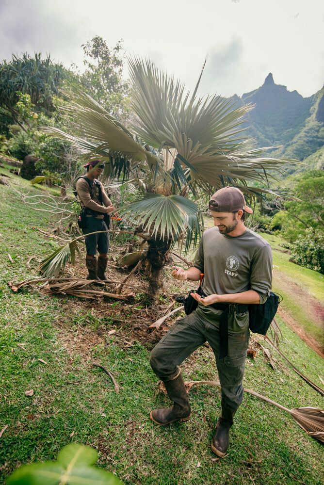Brendan Stogner tends loulu